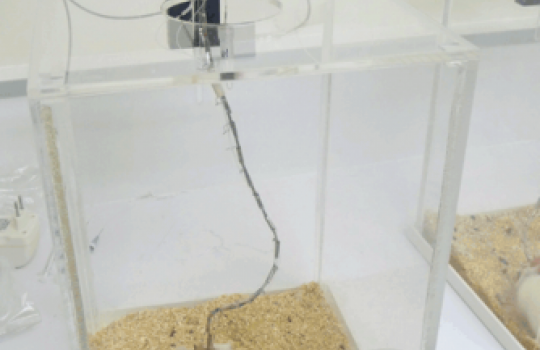 Measuring rat mobility in brain microdialysis