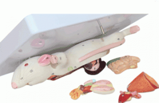 organes souris