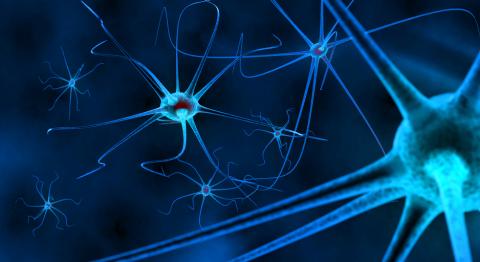 Neurosciences
