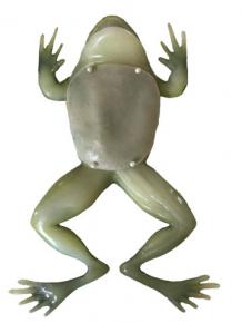 grenouille