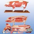 modèle porc en pied