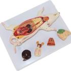 Mouse anatomical model with internal organs