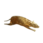 Rat Phantom pour rayons X et imagerie