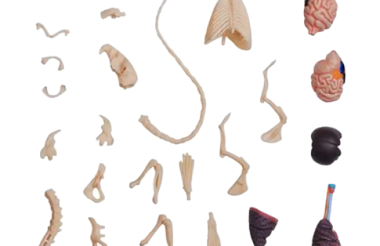 Squelette et organes