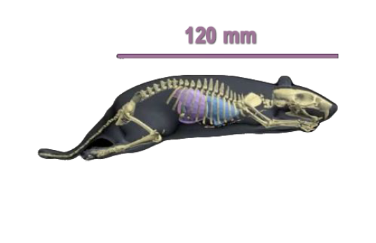 Dimensions Rat Phantom