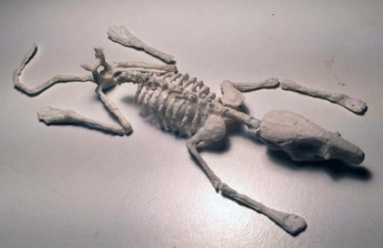 Squelette du Rat Phantom