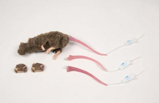 rat squeekum en pièce