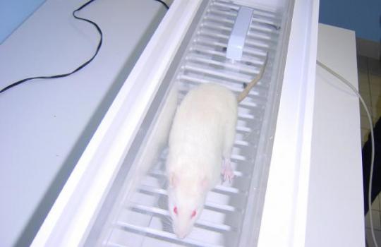 rat dans couloir de marche