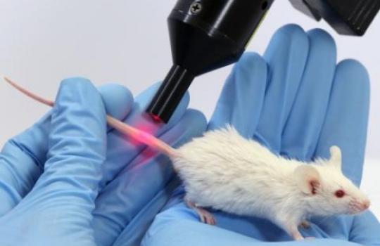 p-chip souris