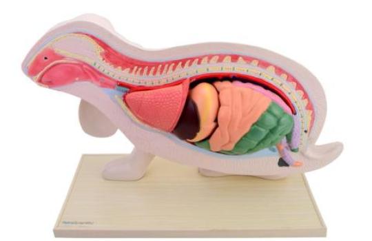 organes lapin
