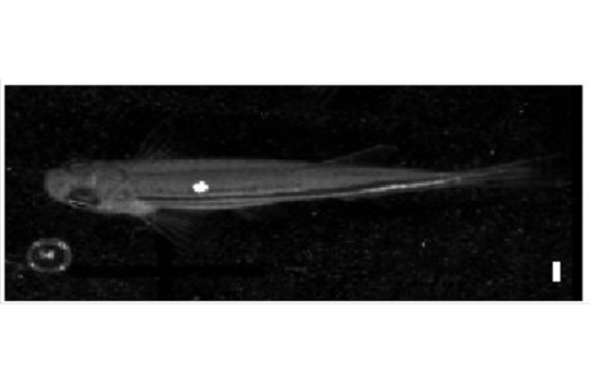 p-chip zebrafish