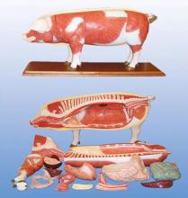 modèle porc en pied