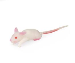 Souris modèle de simulation 