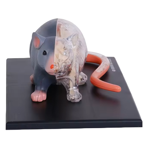 Modèle d'Anatomie Rat transparent