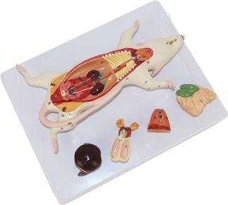 Modèle anatomique souris