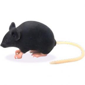 Souris Mimicky