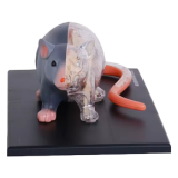 Modèle d'Anatomie Rat transparent