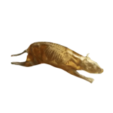 Rat Phantom pour rayons X et imagerie